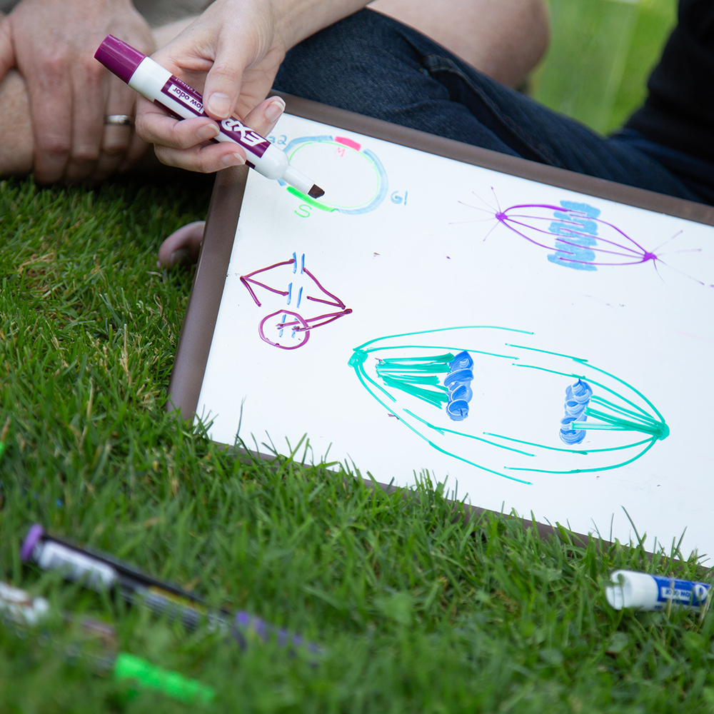 Hand holding a marker over a whiteboard on the grass with colorful cell cycle and mitosis diagrams drawn in marker