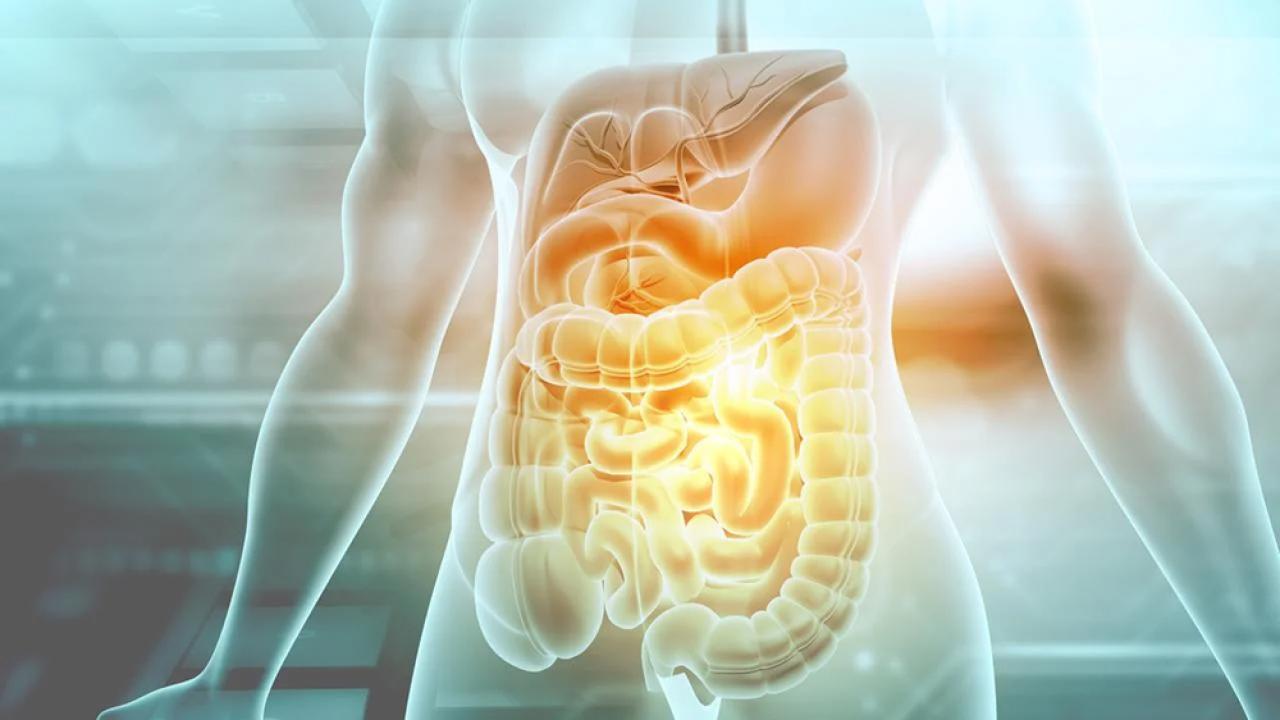 human digestive system