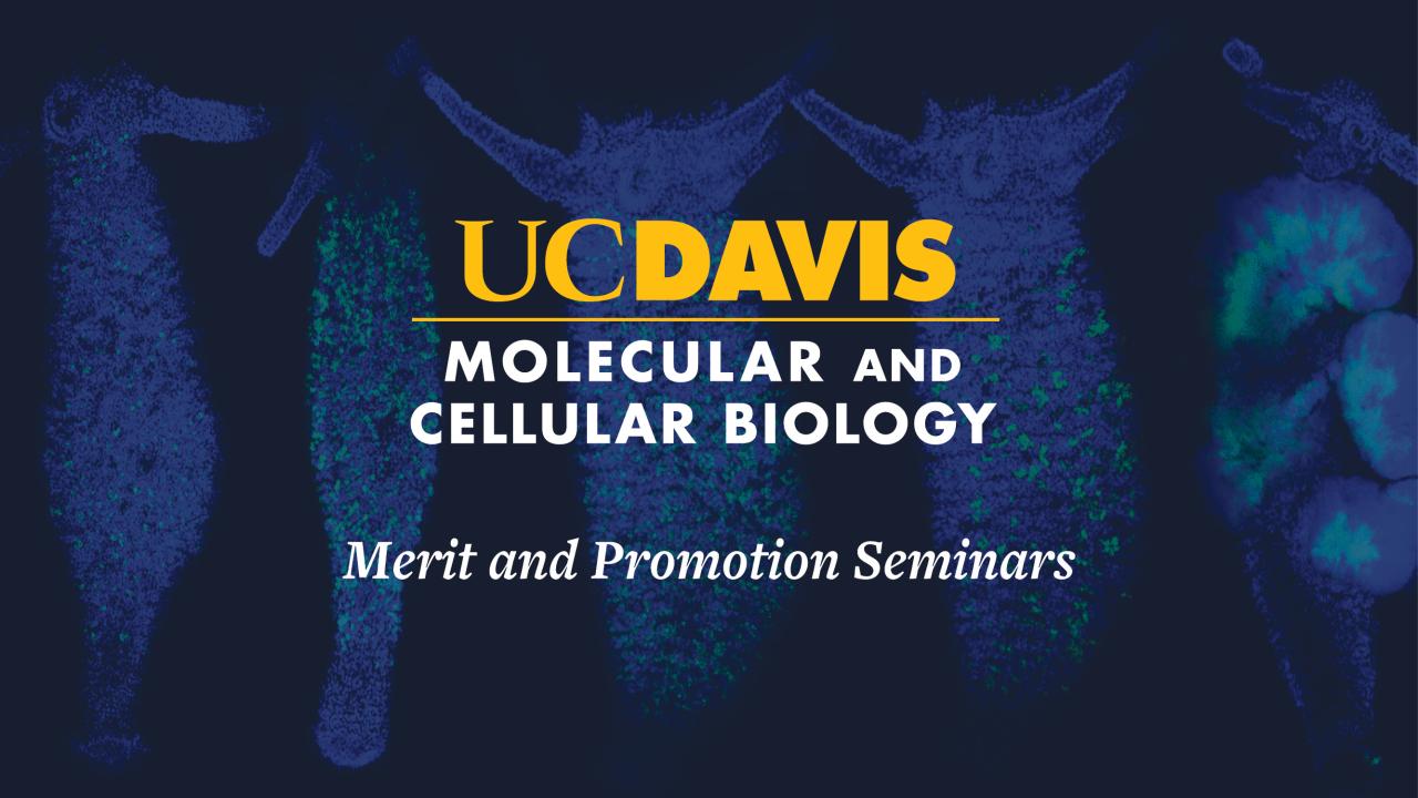 Graphic showing fluorescent microscopy images of embryos with the text “UC Davis Molecular and Cellular Biology Merit and Promotion Seminars.”