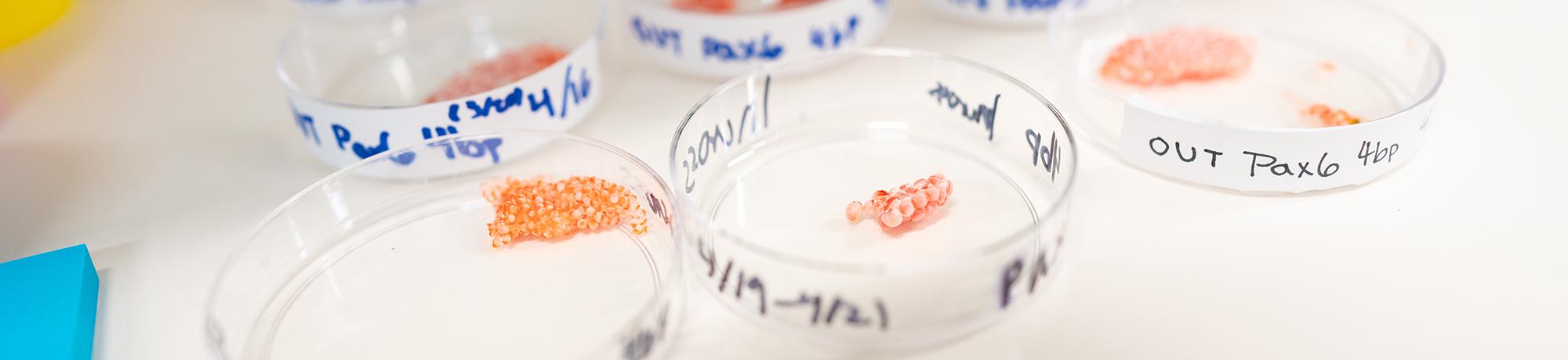 Close-up of several clear petri dishes containing clusters of small pink or orange spherical samples, labeled with handwritten notes such as “Pax6” and other research-related markings.