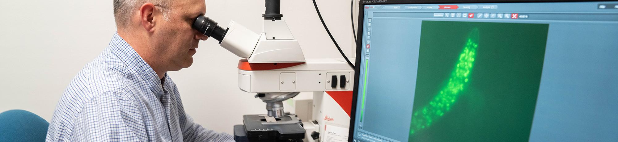 A researcher looks into a microscope while fluorescent green cellular structures appear on the connected computer screen, displaying results from light microscopy.