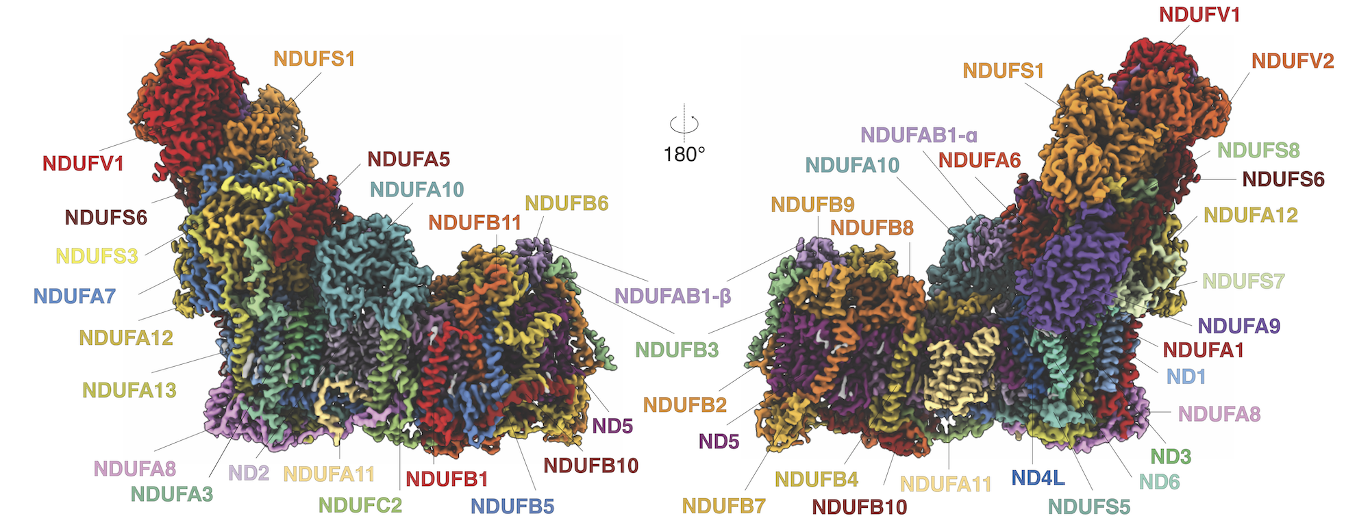 structure of electron transport chain