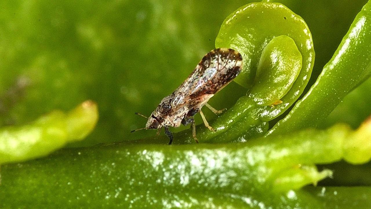 Citrus Greening bacteria