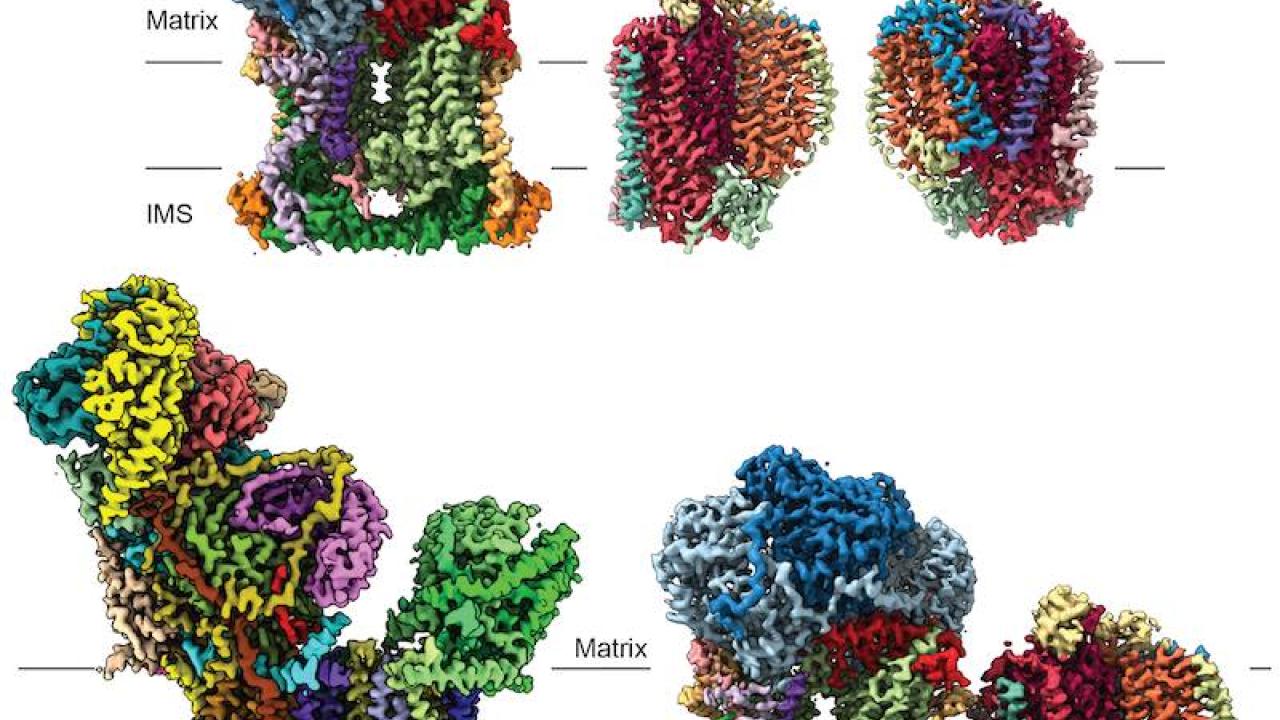 Plant Mito Complex