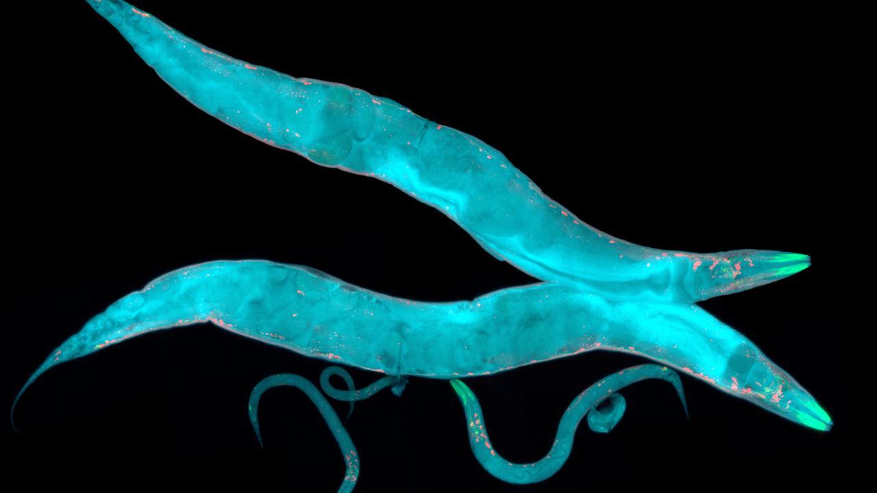 Fluorescent microscopic image of glowing nematodes, likely *C. elegans*, displaying intricate, vibrant blue structures against a black background.