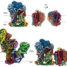 Plant Mito Complex